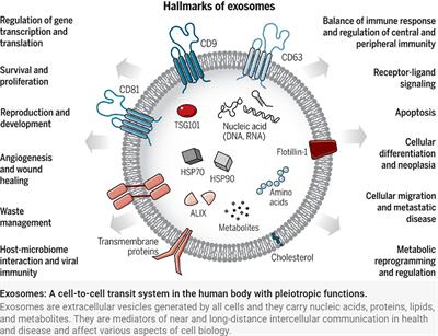 A comprehensive overview of exosome lncRNAs: Emerging biomarkers and potential therapeutics in gynecological cancers